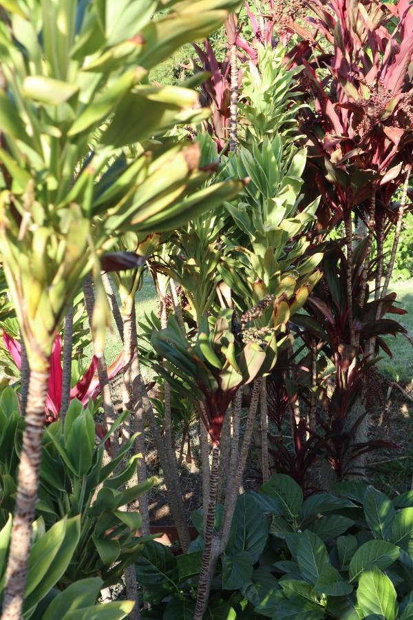 God'S Peace Of Maui Bed & Breakfast Makawao ภายนอก รูปภาพ